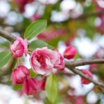 皇冠app下载功能解析与使用技巧提升体验与安全性的实用建议 m7a2dcz5u