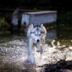 NBA虎扑文字直播:实时赛况与专业解读尽在掌握 vfocmrooeg